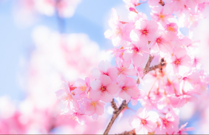 豊後水道河津桜